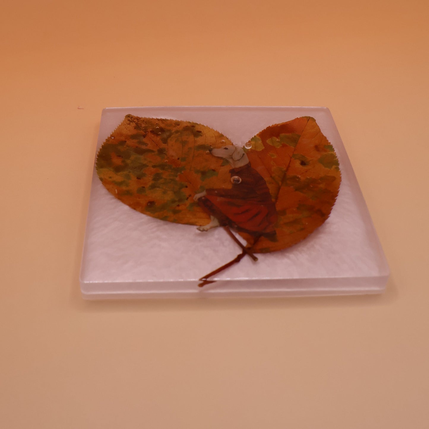 coasters