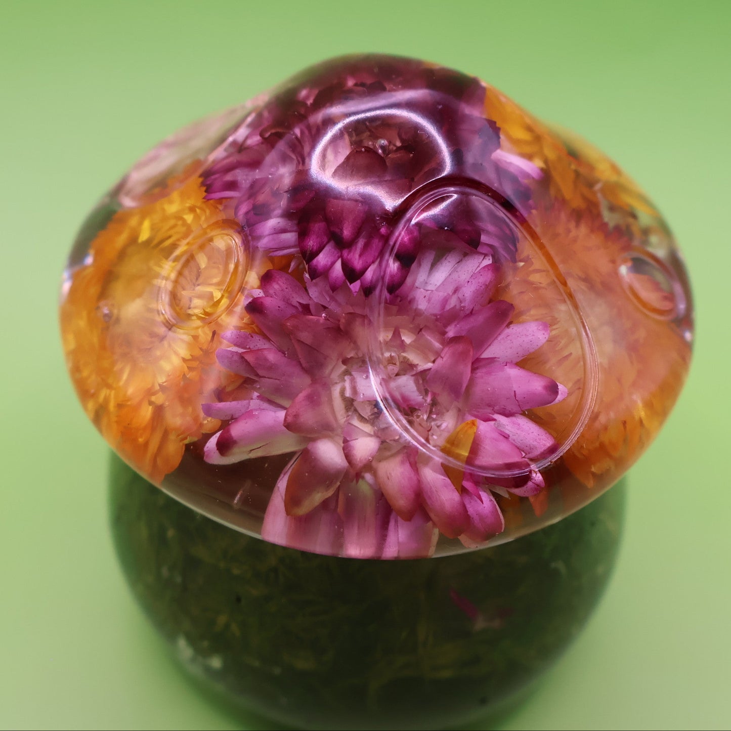 Multipurpose Mushroom